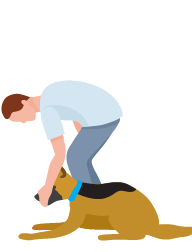 Cannine Rehabilitation
