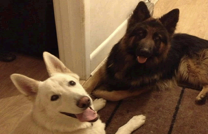 Pirate and Koji Relaxing at Home