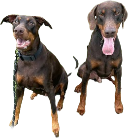 FrontierK9 - Obedience Training Dog Training & Obedience Bournemouth