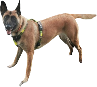 FrontierK9Services - Across the South West Dog Training & Obedience Bournemouth