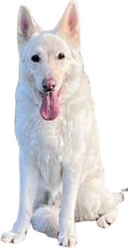 FrontierK9Services