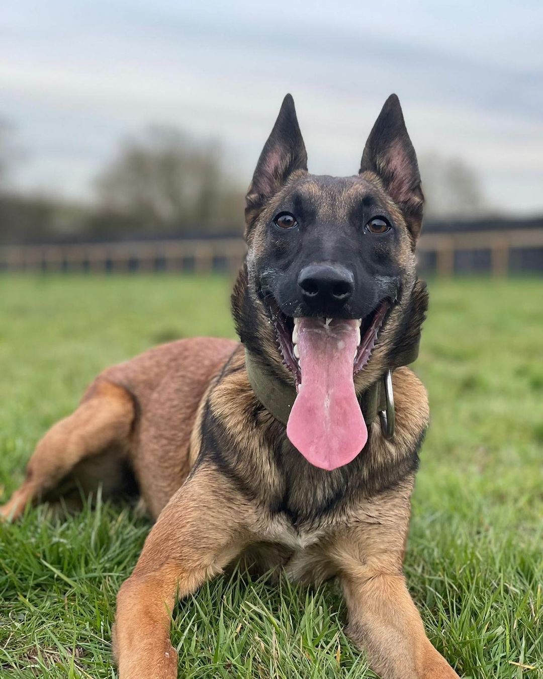 Rexi the Belgian Malinois