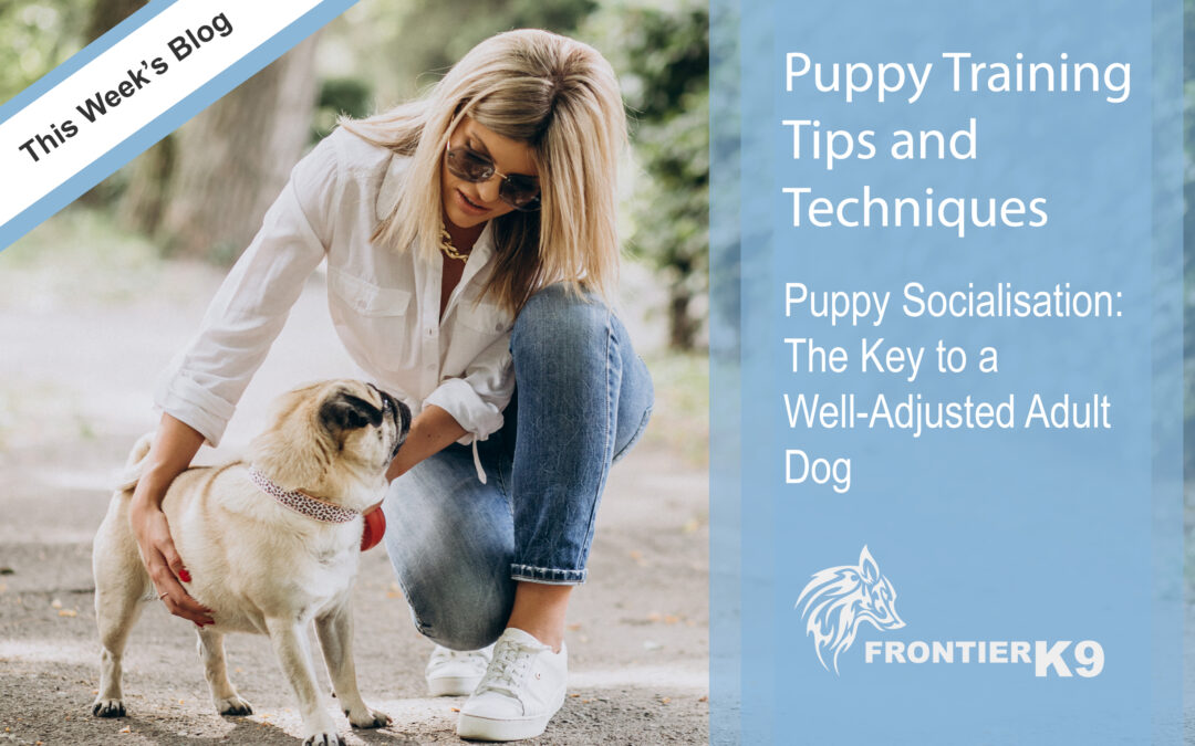 Puppy Socialisation: The Key to a Well-Adjusted Adult Dog