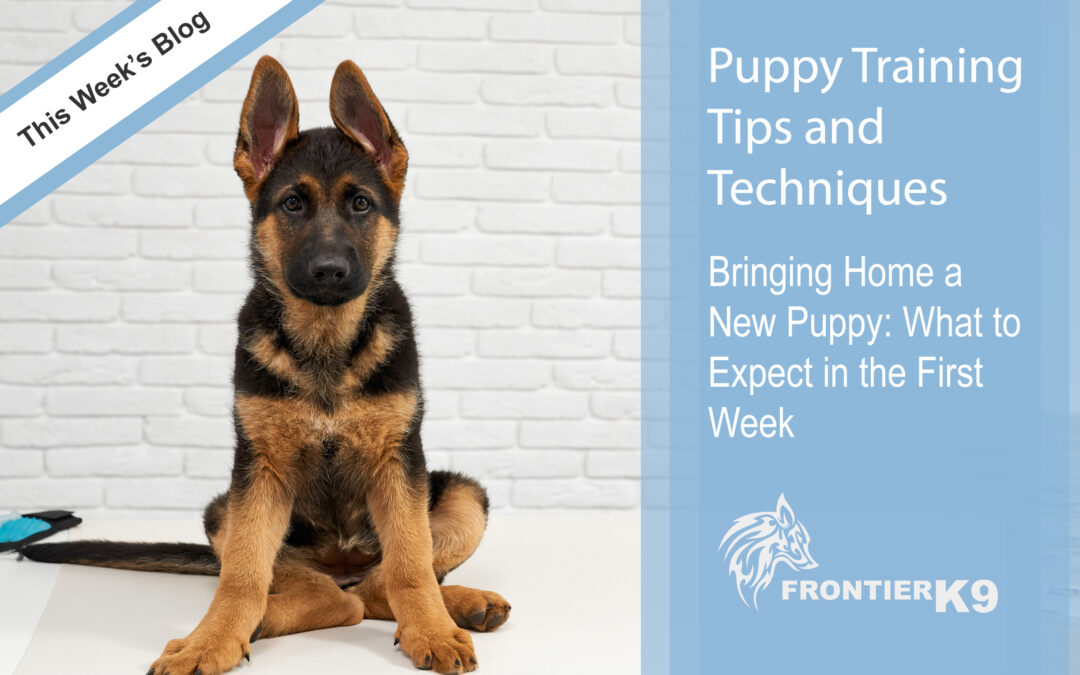 Bringing Home a New Puppy: What to Expect in the First Week