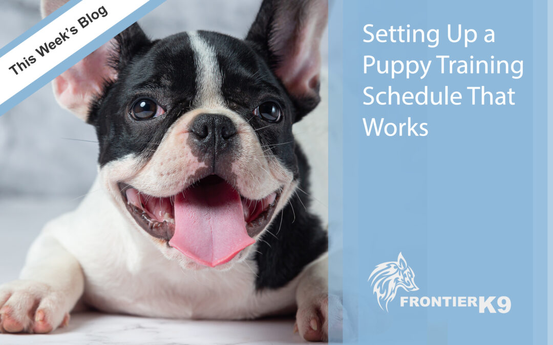 Setting Up a Puppy Training Schedule That Works