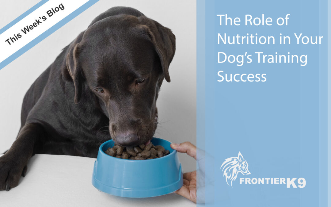 The Role of Nutrition in Your Dog’s Training Success