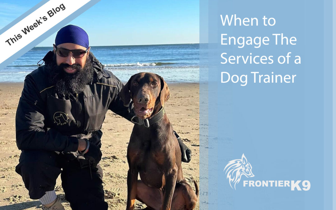 When is the Right Time to Hire a Dog Trainer?