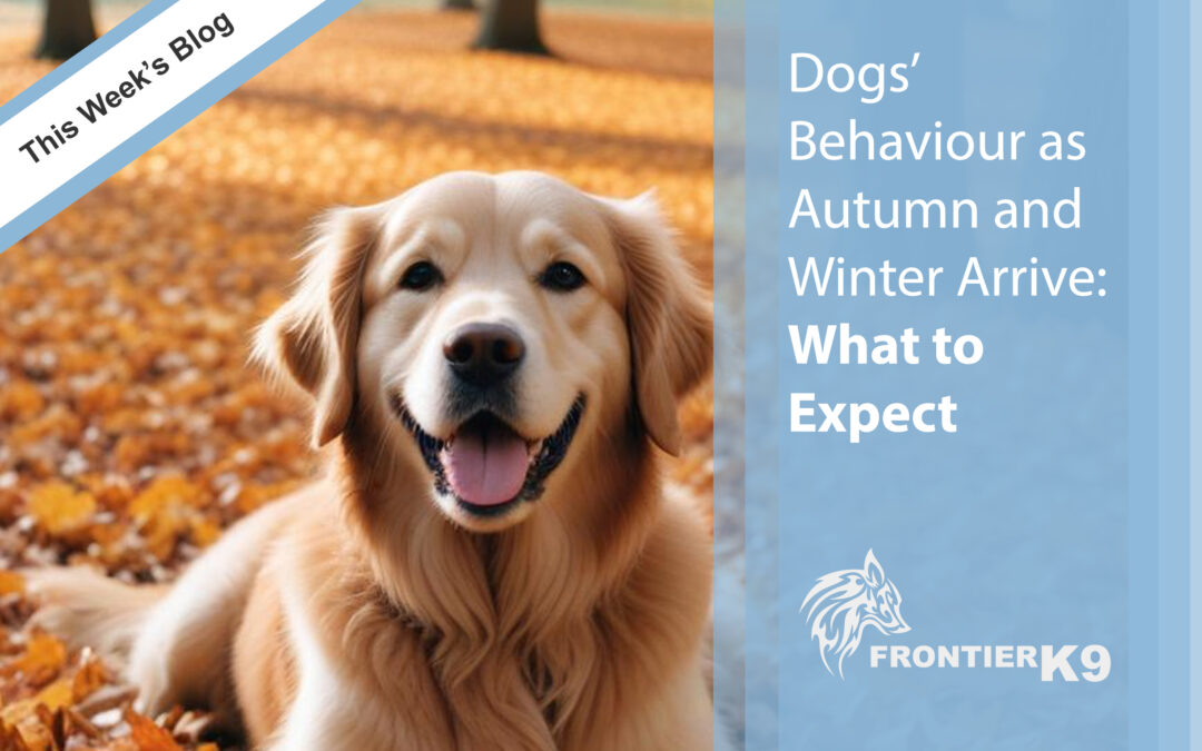 Dogs’ Behaviour as Autumn and Winter Arrive: What to Expect