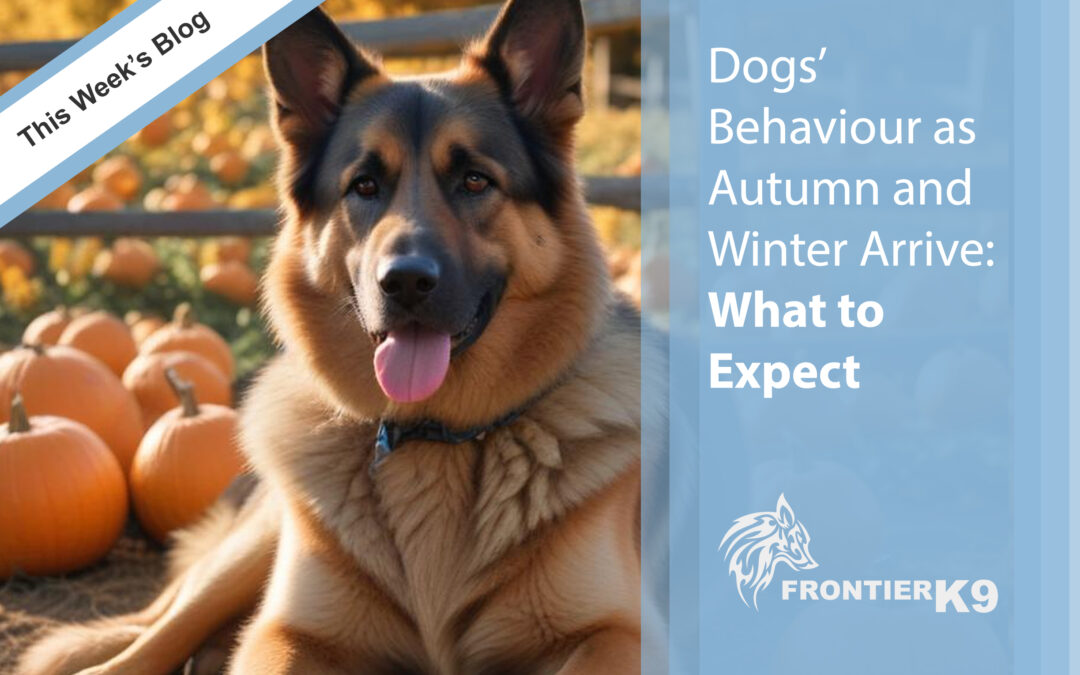Keeping Your Dog Safe During Halloween: Essential Tips for Pet Owners