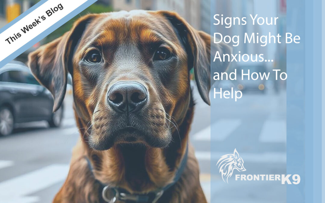 Signs Your Dog Might Be Anxious…