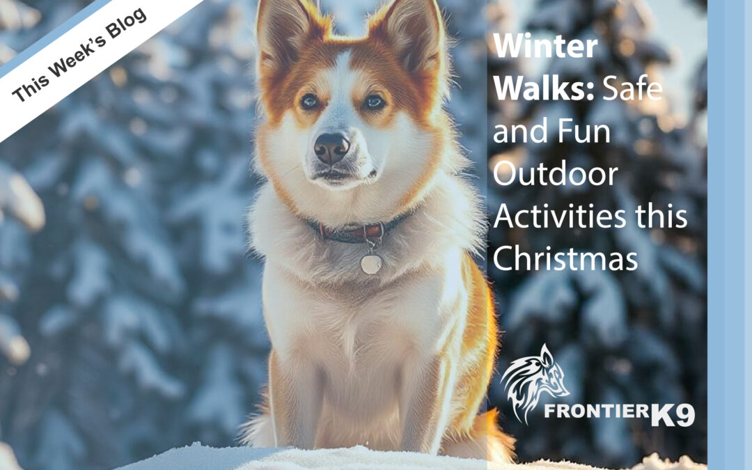 Winter Walks: Safe and Fun Outdoor Activities for Your Dog this Christmas Season
