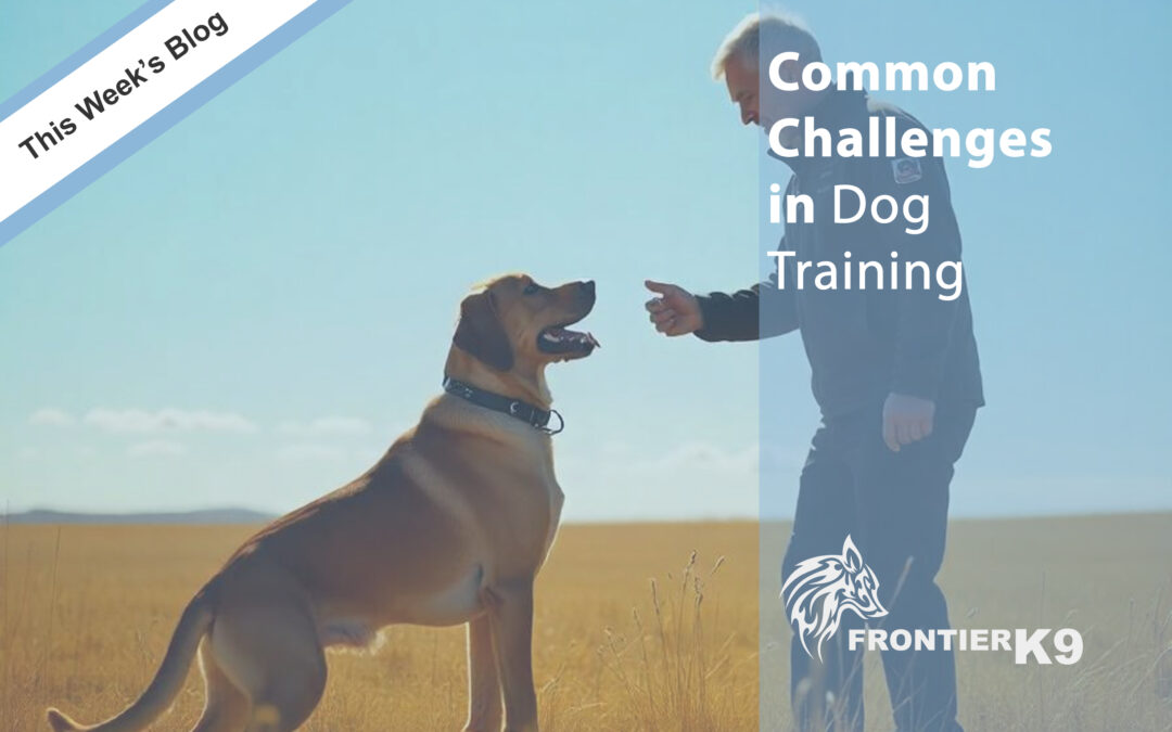 Common Challenges in Dog Training
