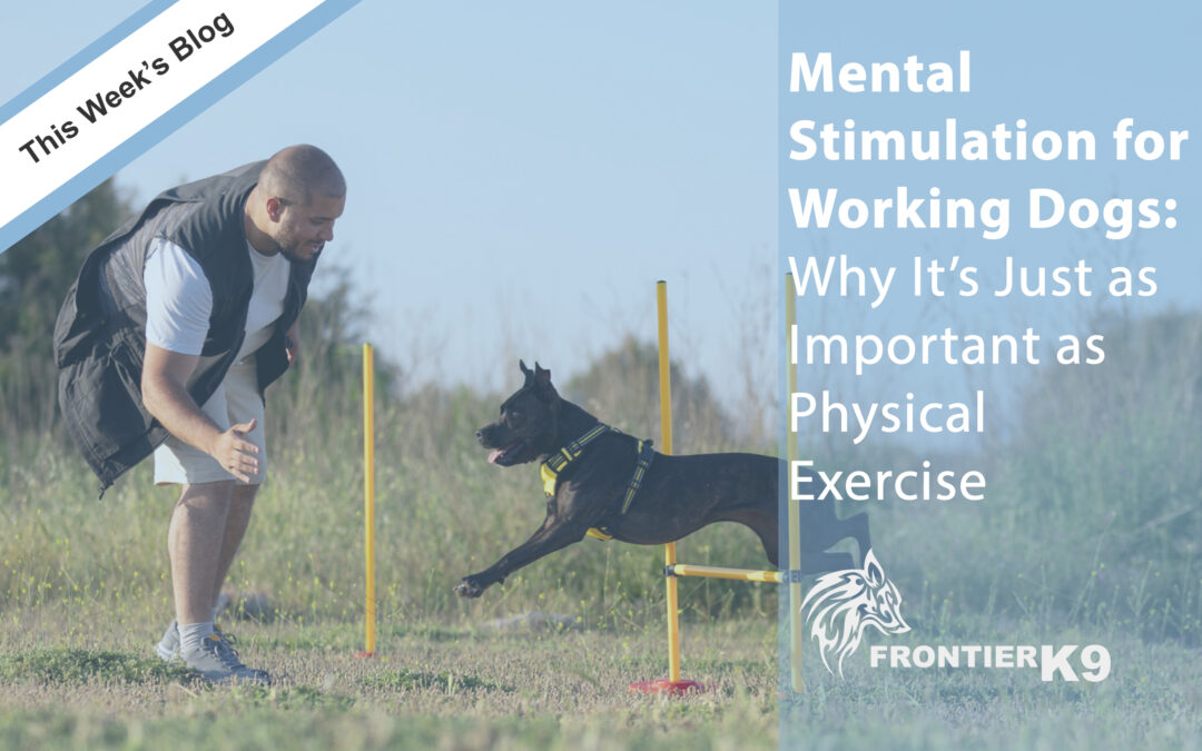 Mental Stimulation for Working Dogs