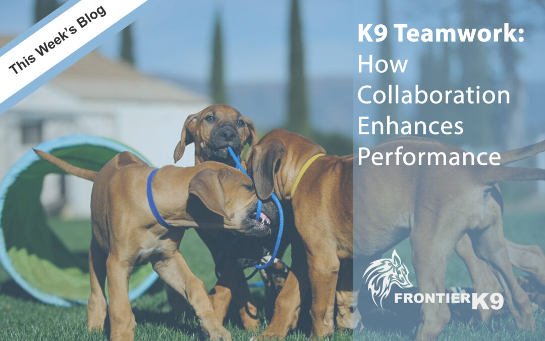 K9 Teamwork: How Collaboration Enhances Performance