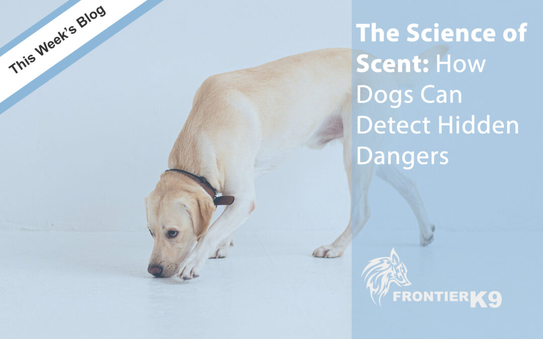 The Science of Scent: How Dogs Can Detect Hidden Dangers