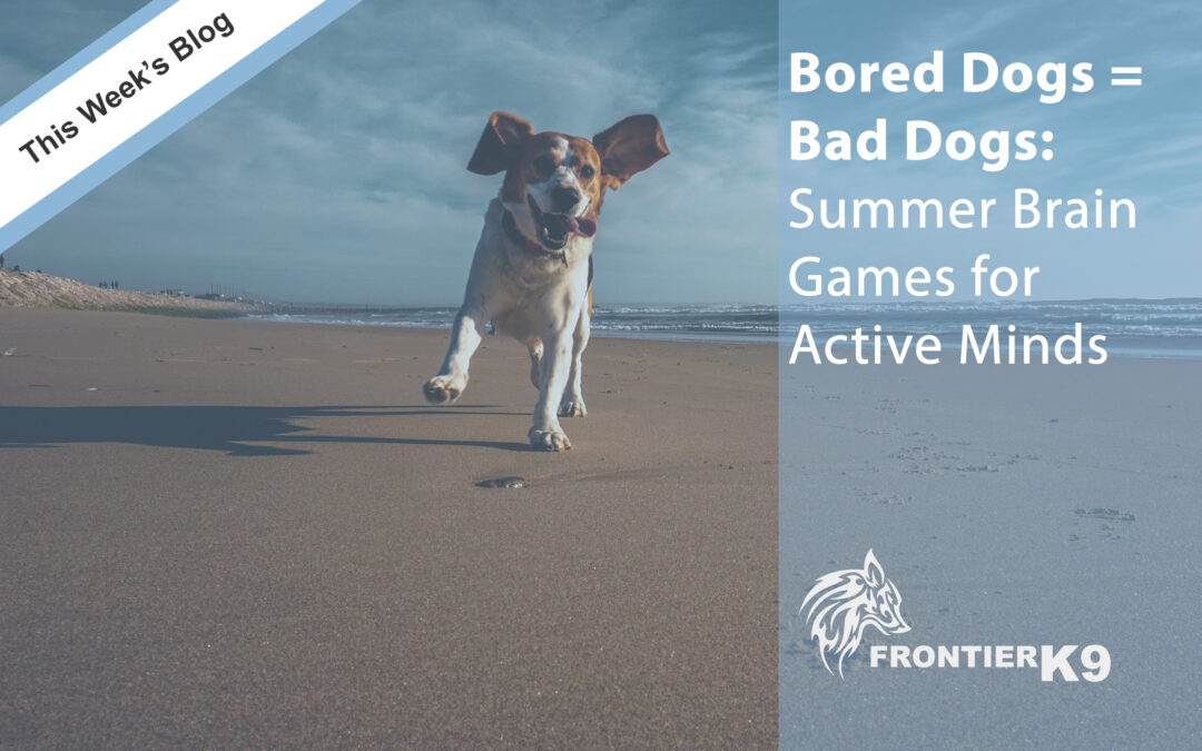 Bored Dogs = Bad Dogs