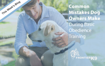 Common Mistakes Dog Owners Make During Basic Obedience Training