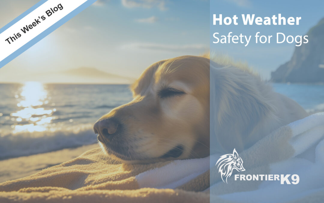 Hot Weather Safety for Dogs