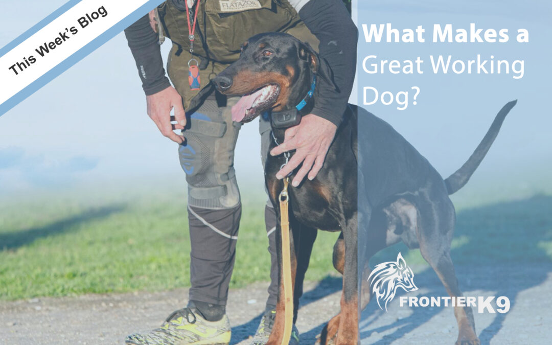 What Makes a Great Working Dog?
