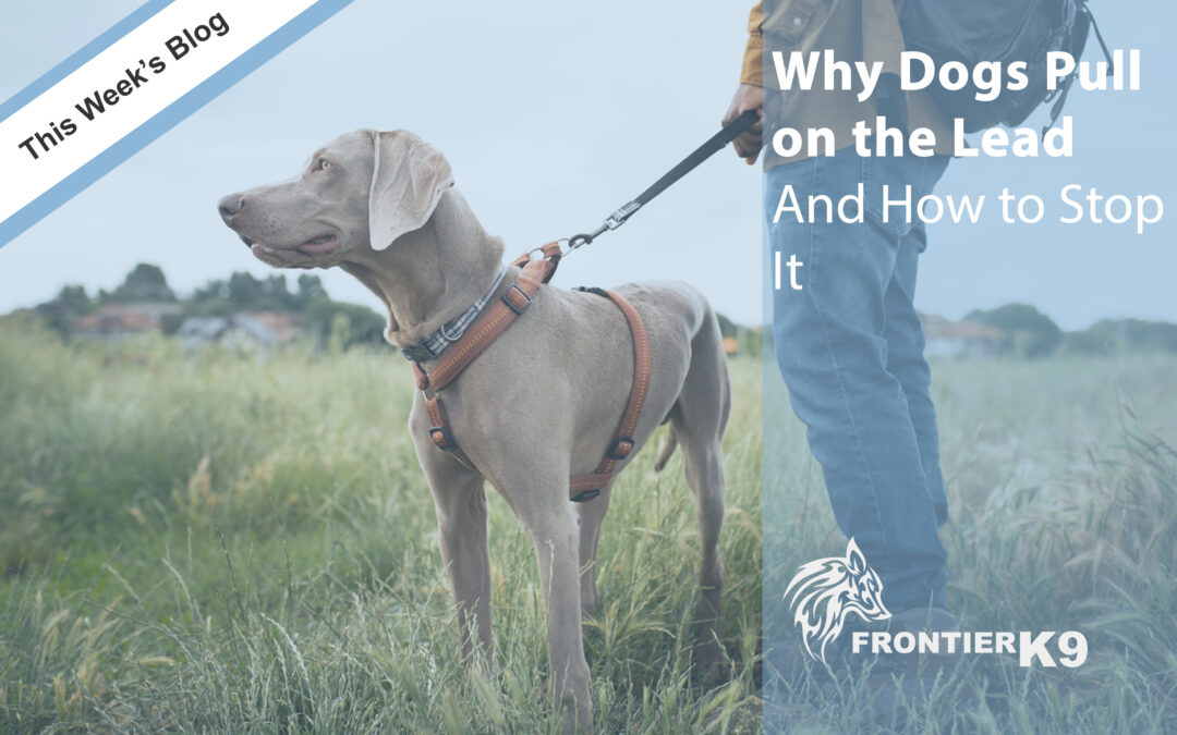 Why Dogs Pull on the Lead & How to Stop It